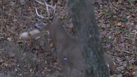 wild deer hunt #deerhunting