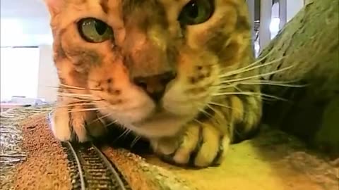 Cat Train - Enormous Cats - Cute Cats Video 2024