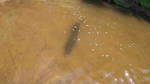 swimming with a tiger muskie