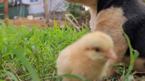 Puppy vs Chick: The Ultimate Cutest Battle of Friendship