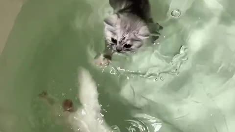 When this adorable white kitten learned to swim