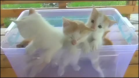 Seven kittens meowing at the same time! It's so cute!