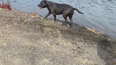 Dog Jumps in Lake