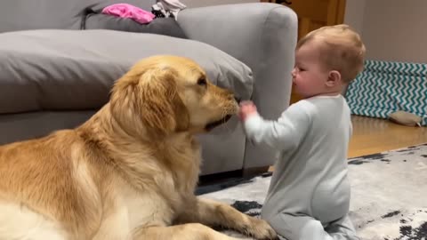 Golden Retriever Pup Makes Baby Cry But Says Sorry_ (Cutest Ever__)