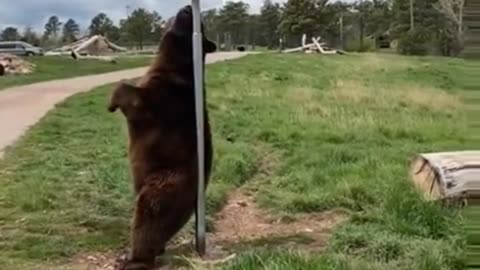 Itchy Bear Needs a Back Scratch