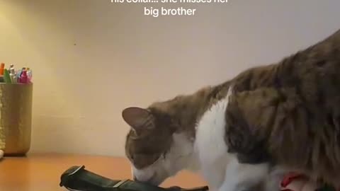 Cat Misses 😓Brother Golden Retriever That Passed Away