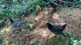 Chickens Eating Snacks