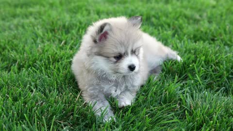 Best Bowtie Pomsky Love - 2nd generation Pomsky Puppies