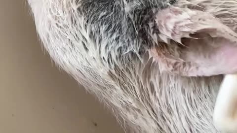 Roxy the Pig Takes a Bath