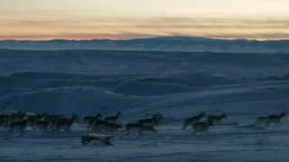 Herd of Wyoming Pronghorn