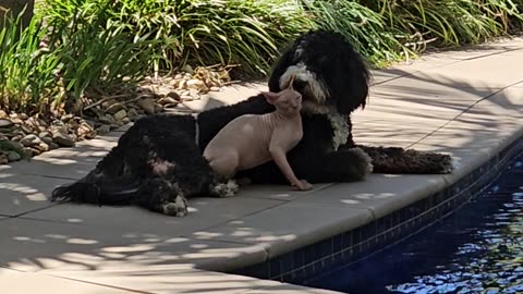 Bernedodle and Sphynx Cat Cuddle by Pool