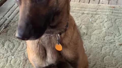 Service dog in training picks up napkin for owner for the first time! Nn