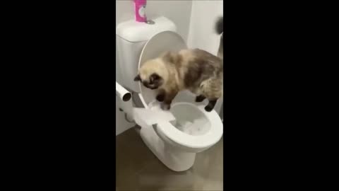 Funny cat & Dog