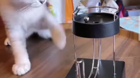 Funny Cat video