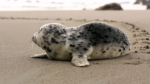 Seal On The Beach 🌊