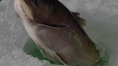 Ice fishing with the underwater camera
