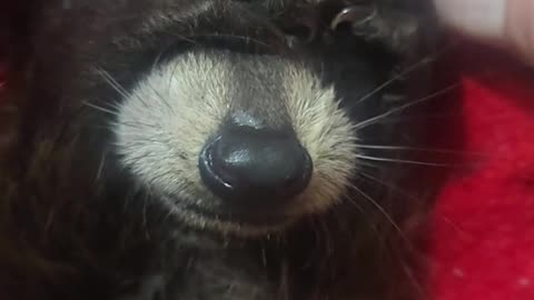 Baby raccoon covers his eyes