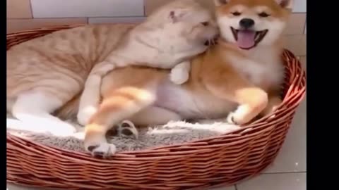 Funny dogs videos try not to laugh 🤣😃