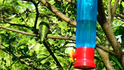 Hummingbird