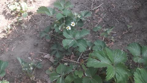 Strawberries have bloomed