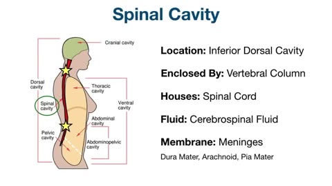 Body Cavities and Membranes_ Drawn and Defined [Anatomy Physiology]