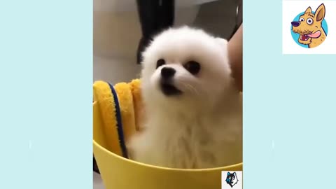 Cute and Funny Dog Videos Compilation İnteresting Animals 2024