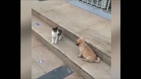 Cat VS Dog Funny Animal Videos #shorts