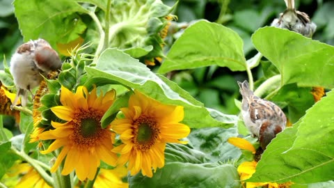 Bird sparrow sunflower