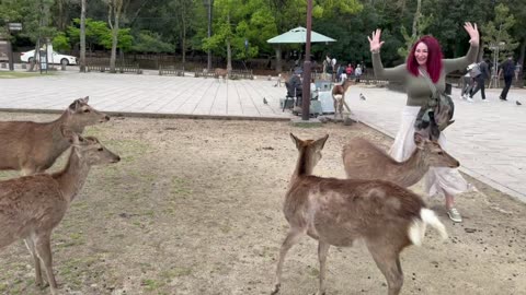 Tourist Gets Goosed by Deer in Nara Park