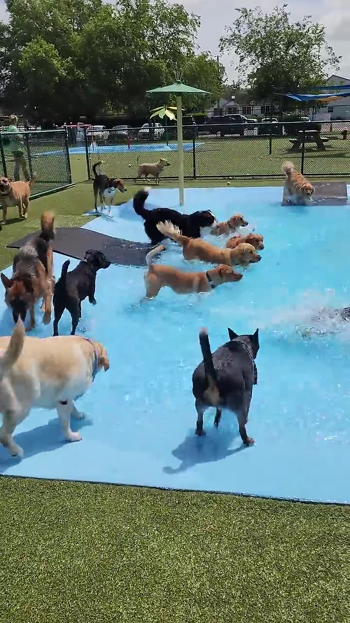 Pool Day for the Pups __ ViralHog