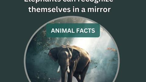 Amazing Facts about Animals