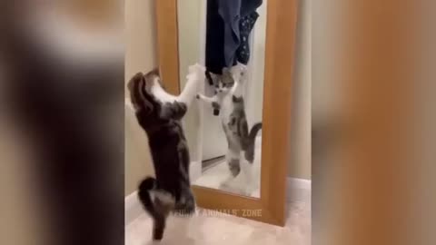 Funniest Animals 2023 | Funny Cats and Dogs | Funny Animal Videos 2023