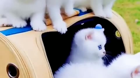 Handsome little white cat 🐈🐈 white Blu eyes