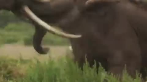 Elephants fight for females