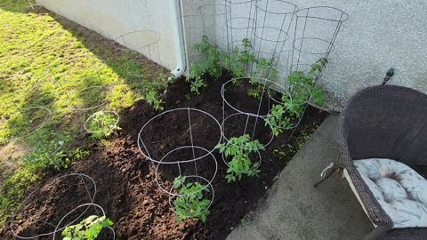 Update on my Tomato Plants
