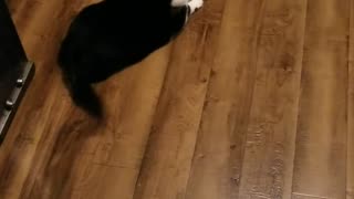 My kitty loves chasing her tail