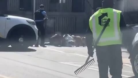 Group of Pitbulls attacks a man, cop shoots them.