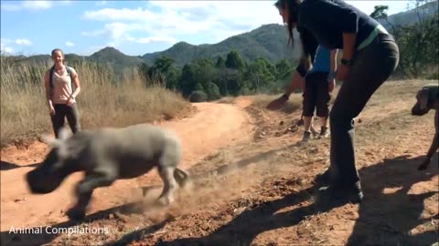 Most Hilarious Compilation of Baby Rhinos Charging.