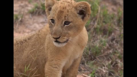 Cuteness - Lion Sands Game Reserve - River Lodge - South- Africa