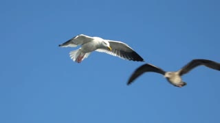 FLYING BIRDS