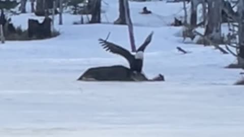 Bald eagle attacking deer