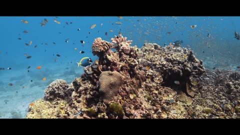 extraordinary and adventurous dive destination |part-3