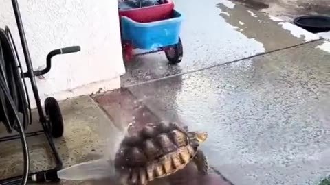 Tortoise enjoying the hose.. 😅