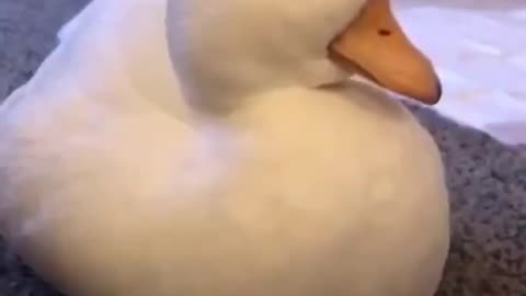 Video of a duck falling asleep.