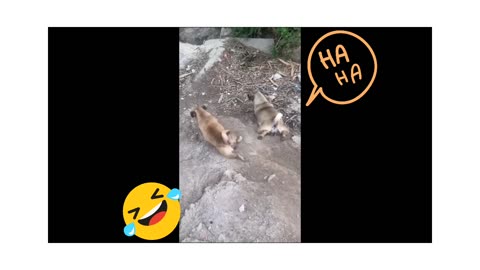 Funny animals video 😀 rumble videos 😄