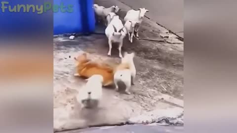 Funny animals - Funny cats / dogs - Funny animal videos / Best videos 2023#5