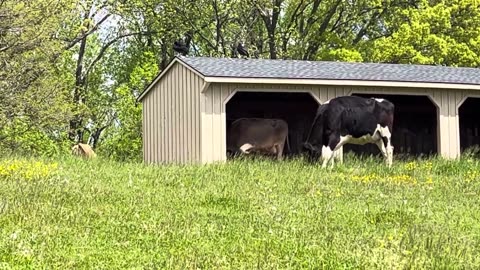 5 Pretty Daily Cows Inside a House