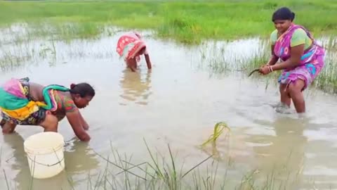 Fishing Women || India || new technique to catch the fishes || Big butt women