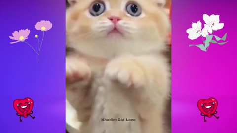 📹 Best Funny Cats Videos - Funny Animals Videos 2024