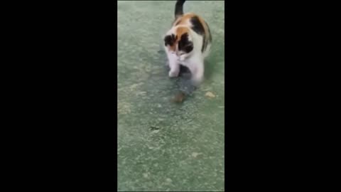 Funny Animal Video - Cat_Dog happy pet